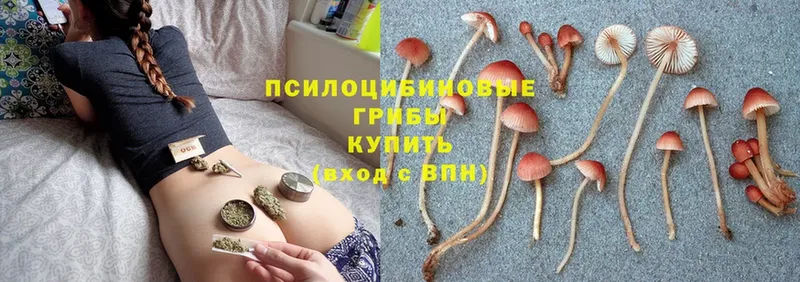 хочу наркоту  Северск  Псилоцибиновые грибы Psilocybe 